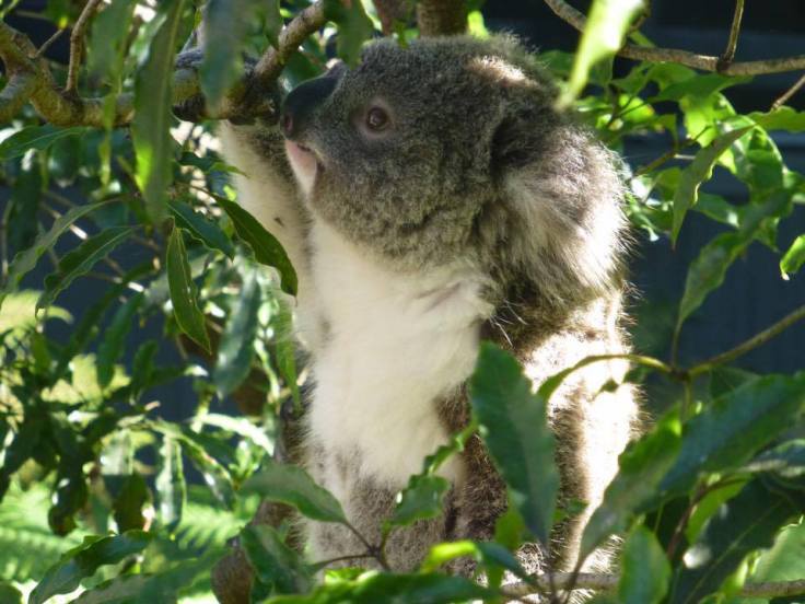 12219367_10100491329530704_9121488534247586379_n